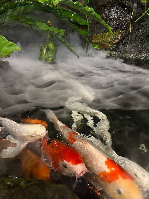 poissons